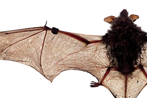 How Killer Fungus Burns Up Bats From the Inside