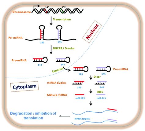 MiR 143 And MiR 145 Circulation Cardiovascular Genetics