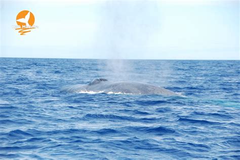 Desde Calheta Excursi N En Barco Semirr Gido Para Avistar Ballenas Y