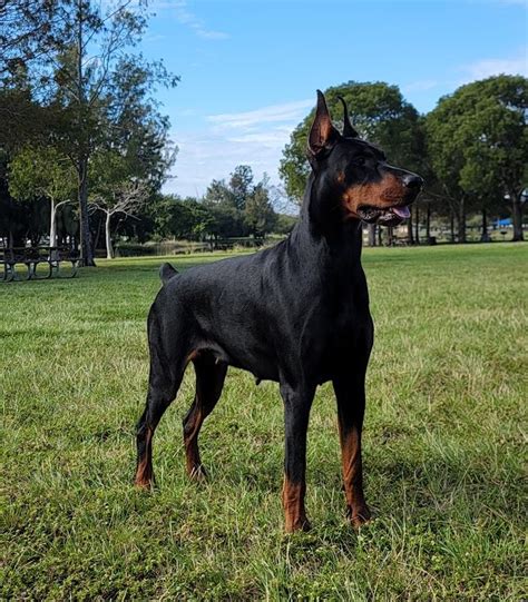 Best European Doberman Pinscher Breeder Puppies Lakewood Kennels