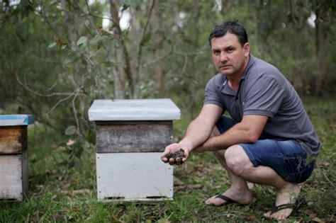 Morte de abelhas tem efeitos catastróficos e agrotóxicos aparecem em