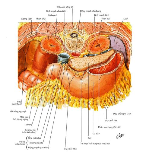 Giải Phẫu CT Ổ Phúc Mạc Bài giảng CĐHA