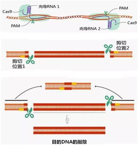 一文读懂 Crispr 编辑技术 丁香实验