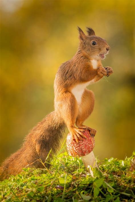 Different Types of Squirrels - Animal Facts Blog | Động vật, Sóc