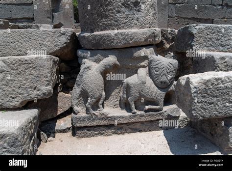 Wolf eating sheep hi-res stock photography and images - Alamy