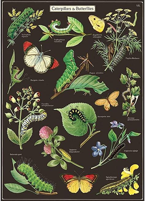 Amazon Cavallini Decorative Wrap Poster Caterpillars And