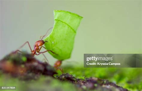 Leaf Cutter Ants Atta Cephalotes Carrying Leaves Close Up Photos And