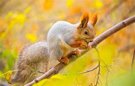 Autumn Squirrel Wallpapers - Wallpaper Cave