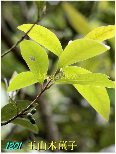 Leea Philippinensis 菲律賓火筒樹 紅吹風、番婆怨、番婆樹 博視植物網