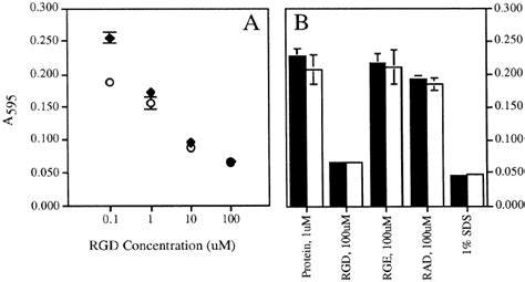 Linear RGD Containing Peptides Inhibit Endothelial Cell Adhesion To