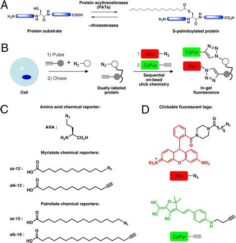 Tandem Fluorescence Imaging Of Dynamic S Acylation And Protein Turnover