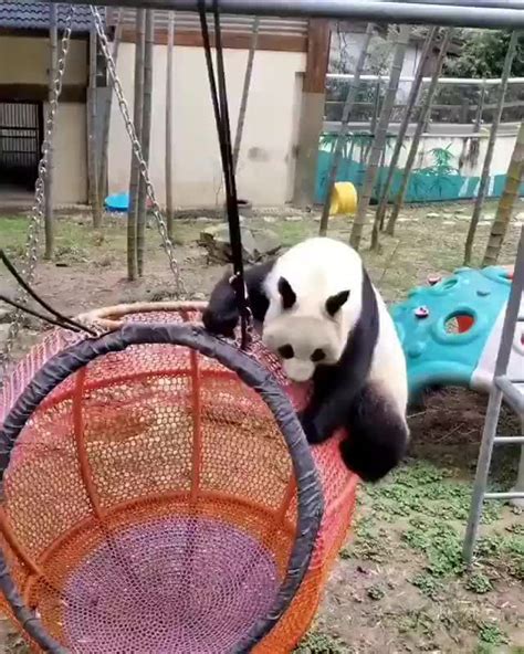 Panda On Instagram Naughty Credit Unknow Dm For Credit Or Remove