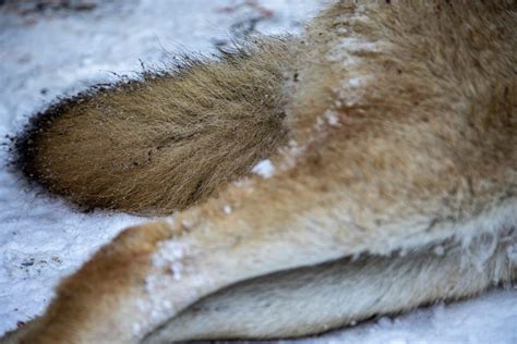 Ung Varg Skjuten Under Skyddsjakt I G Vleborg Svensk Jakt