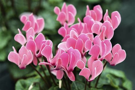 Cyclamen Planter Et Cultiver Ooreka