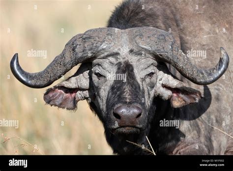 Portrait Of An African Buffalo Masai Mara Game Reserve Kenya East