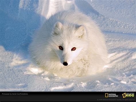 Geographically!: Theme 4 - Arctic Animals