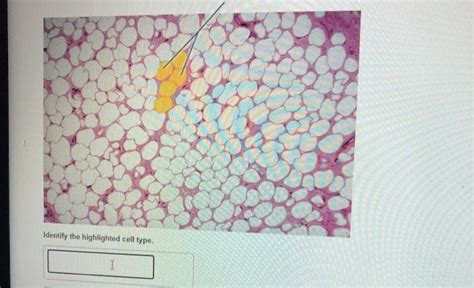 Match Each Cell Type With Its Description