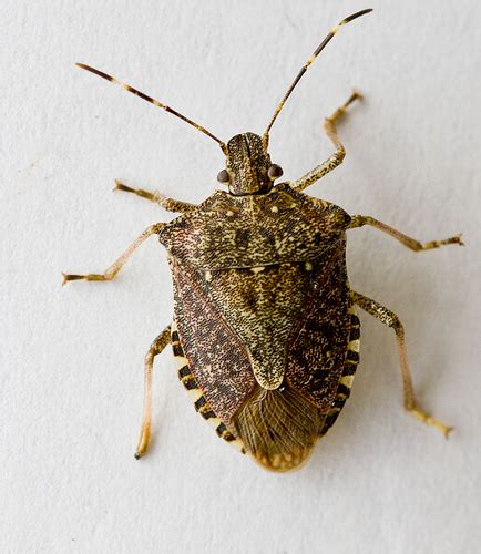 Brown Marmorated Stink Bug College Of Agricultural Sciences