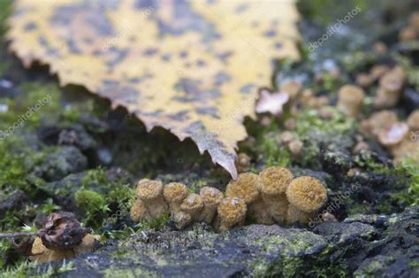 Armillaria mellea hongo de miel en un árbol viejo 2023