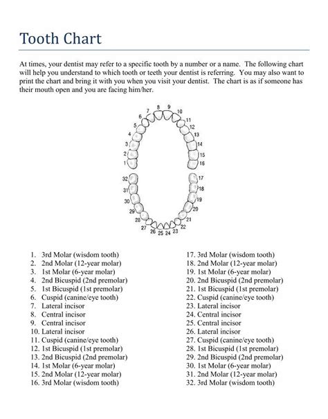 10 best tooth chart printable full sheet – Artofit