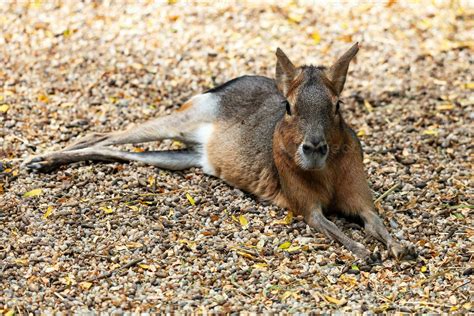 Patagón Mará Mamífero Y Mamíferos Tierra Mundo Y Fauna Fauna