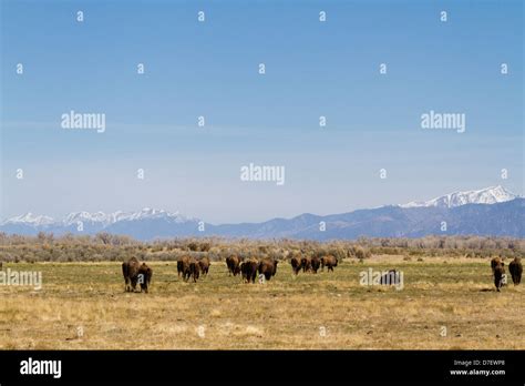 Buffalo ranch on Midwest Stock Photo - Alamy