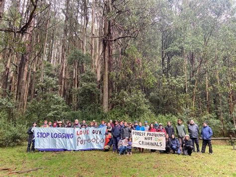 Breaking Conservationists Celebrate Reports That State Government Will End Native Forest