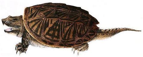 chelydridae alchetron   social encyclopedia