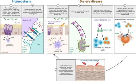 Mucosal Immunology Of The Ocular Surface Mucosal Immunology