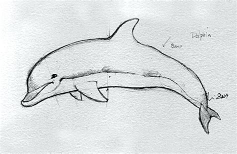 Bottlenose Dolphin Drawing at PaintingValley.com | Explore collection ...