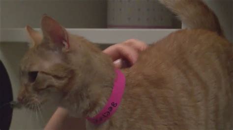 Lollypop Farm gives away free cats for first day of ‘Adopt a Cat’ month ...