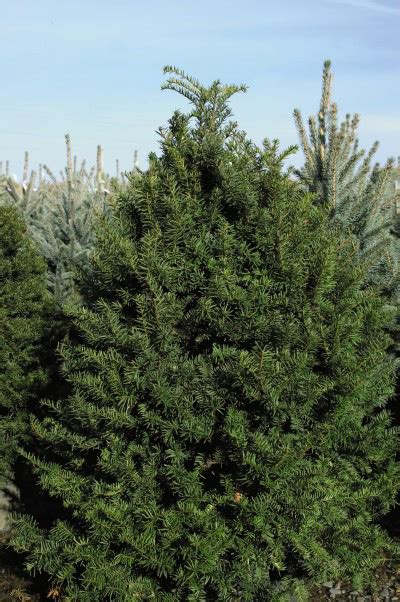 | Yew Capitata Upright