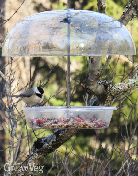 Top 10 Tips for Feeding Winter Birds | Winter bird feeders, Winter bird, Birds