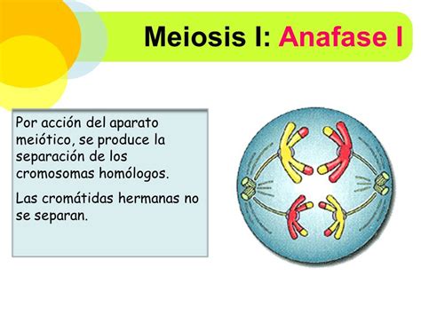 Anafase De La Meiosis Meto