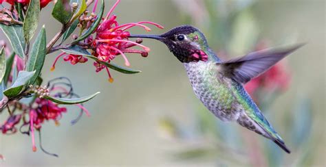 Hummingbird - A-Z Animals