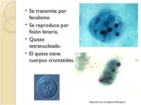 2 Entamoeba Histolityca