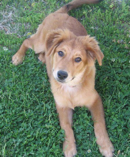 Golden Collie Border Collie X Golden Retriever Mix Temperament