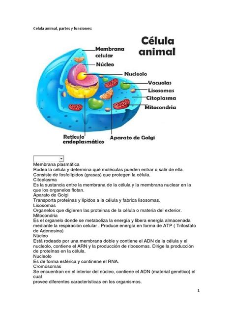 Partes De La Celula Animal Y Sus Funciones - balisto