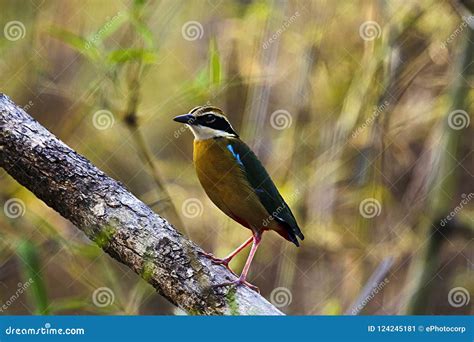 Indian Pitta, Pitta Brachyura, In The Beautiful Nature Habitat, Yala ...