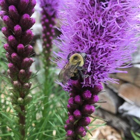 Native Plants For Pollinators Pleasant View Gardens