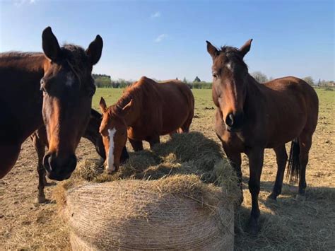 Cagnotte Soutien Covid Au Centre Questre Du Chateau A Dangeul