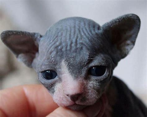 Sphynx Babies That Can Charm Even Those Who Dont Like Cats Kitten