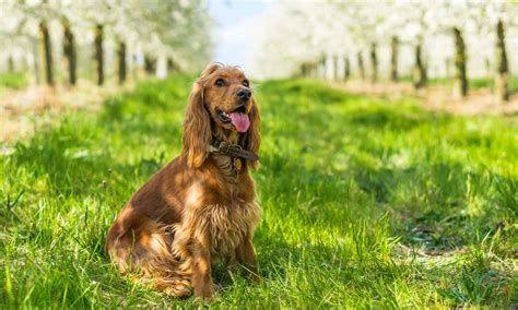 English Cocker Spaniel Characteristics Care And Photos Bechewy