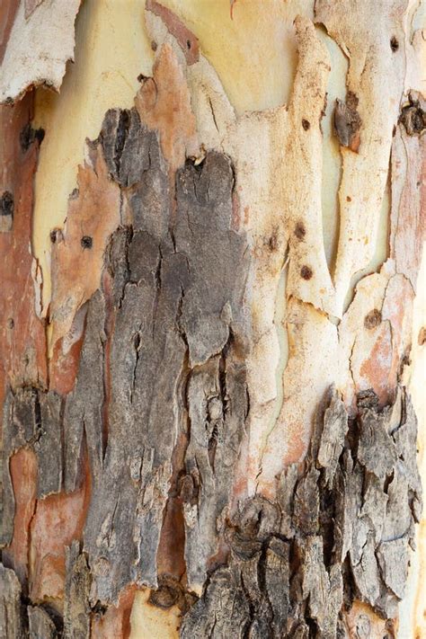 Textura Del árbol De Corteza Del Eucalipto Foto de archivo Imagen de