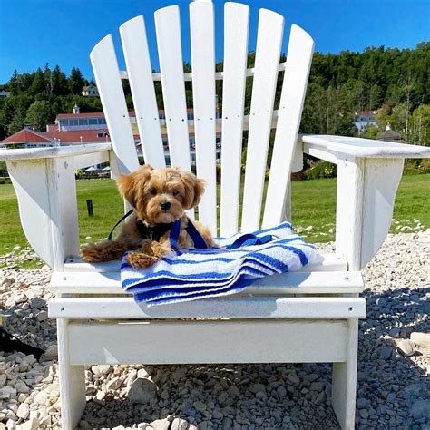 Traveling With Pets – Mackinac Island