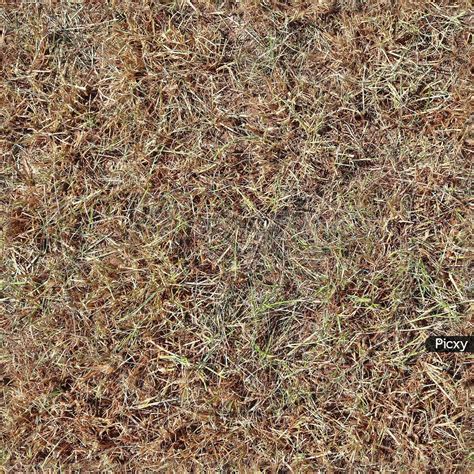 Seamless Dry Grass Texture