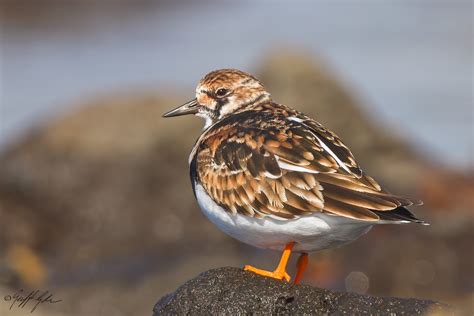 Bird Ruddy Turnstone Barwon Bluff