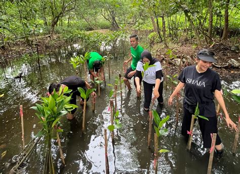 Peduli Lingkungan Hidup Komunitas Mangrove Jakarta Kembali Menanam