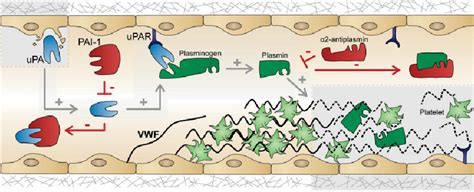 Model Plasminogen Activation On Endothelial Cells Mediates Degradation