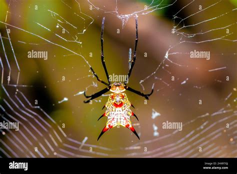 Exotic colorful spider in its web. Red and yellow spider, Micrathena ...